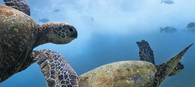 Hawaiian Green Sea Turtles swiming along the reef at Koloa Landing 