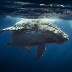 Whale swimming near the surface as photographed by a scuba diver in Kauai during whale season 