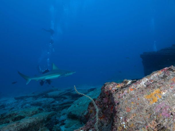 Big shark in Kauai crossing in front of a scuba diver