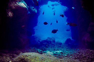 scuba dive kauai with seasport divers to see these sheraton caverns