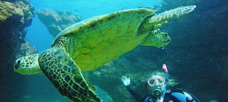 Hawaii green sea turtle swimming in front of a diver