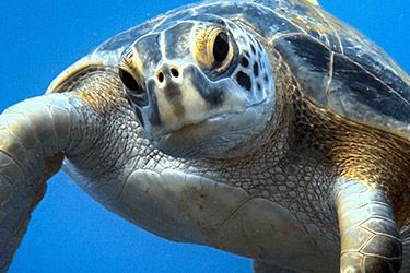 hawaii green sea turtle seen scuba diving kauai with seasport divers