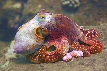 octopus in hawaii while diving koloa landing with seasport divers