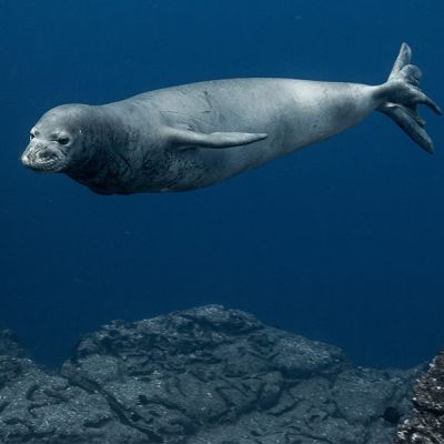 Hawaiian monk seal swimming in niihau
