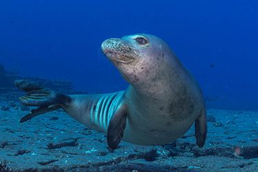 Hawaii monk seal seen scuba diving kauai and niihau with seasport divers