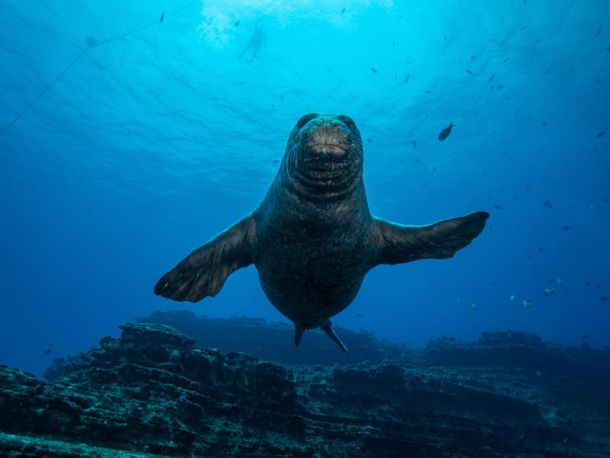 Hawaiian monk seal swimming towards a scuba diver in Niihau